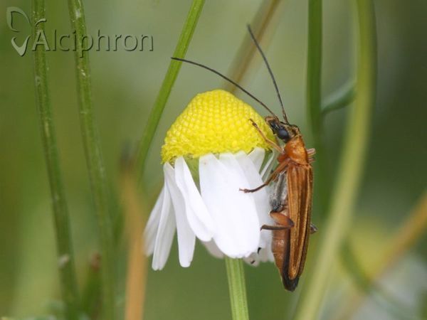 Oedemera podagrariae