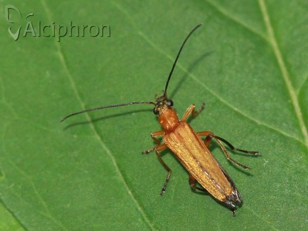 Oedemera podagrariae