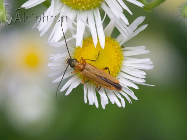 Oedemera podagrariae