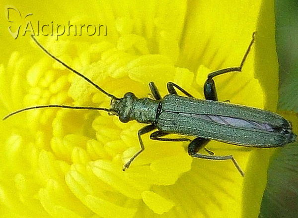 Oedemera lurida
