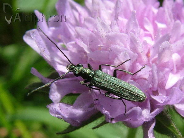 Oedemera lurida
