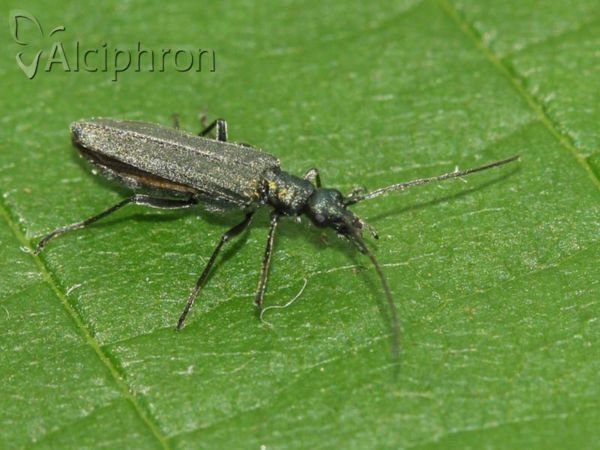 Oedemera lurida
