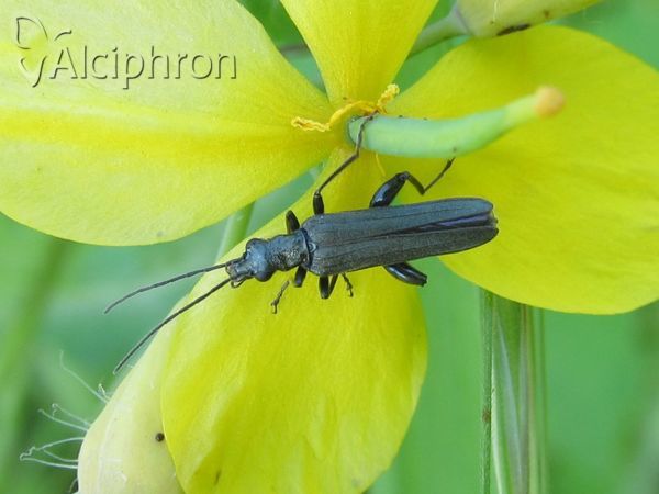 Oedemera lurida