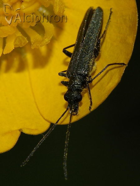 Oedemera lurida