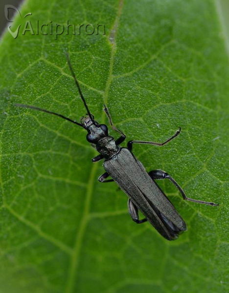 Oedemera monticola