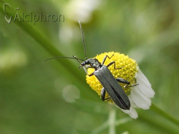 Oedemera virescens