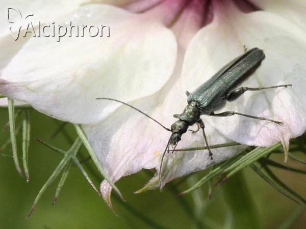 Oedemera virescens