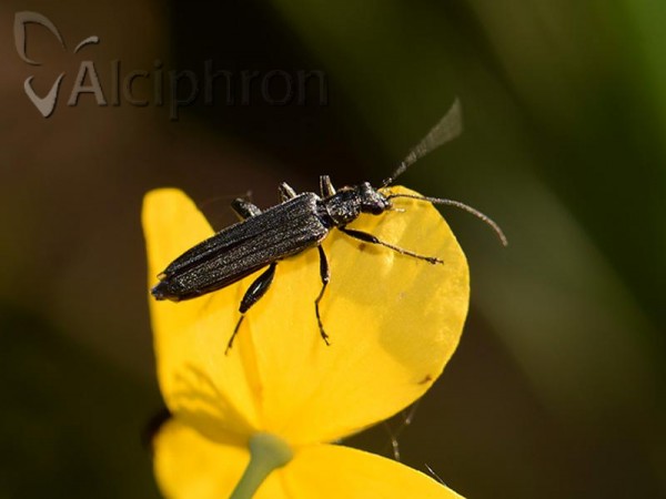Oedemera tristis