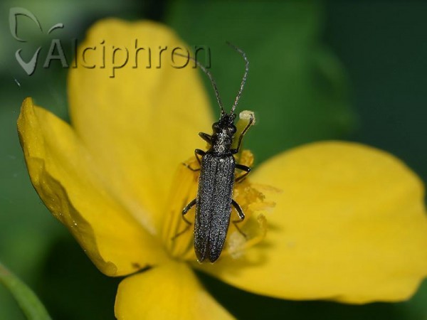 Oedemera tristis