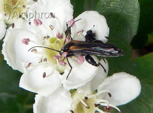 Oedemera pthysica