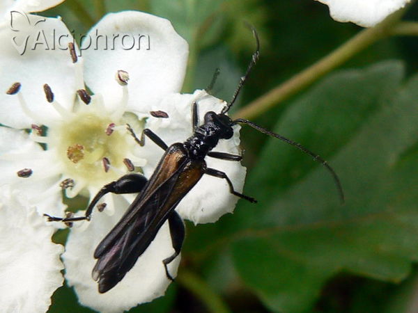 Oedemera pthysica