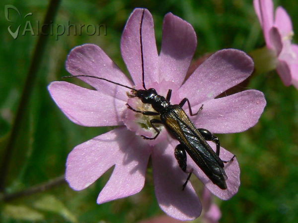 Oedemera pthysica