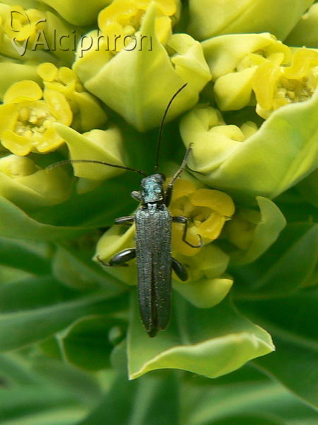 Oedemera nobilis