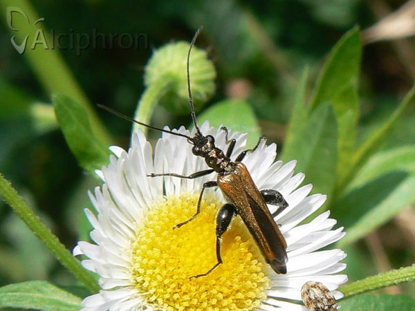 Oedemera femorata