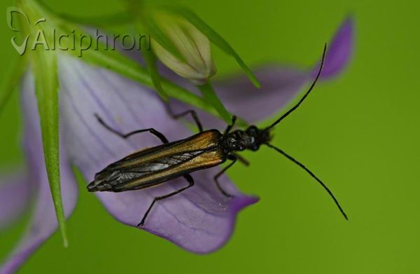 Oedemera femorata
