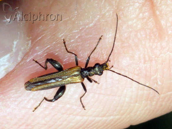 Oedemera femorata