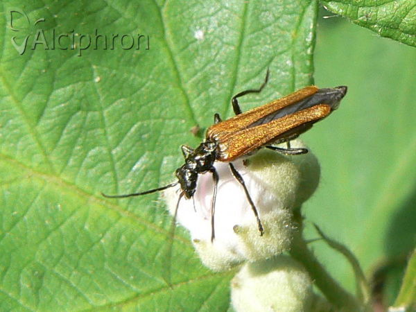 Oedemera femorata