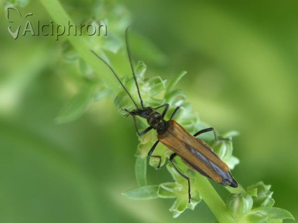 Oedemera femorata