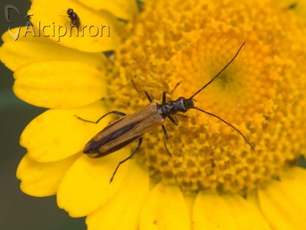 Oedemera femorata