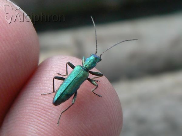Chrysanthia viridissima
