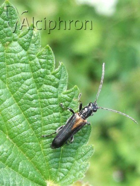 Anogcodes rufiventris