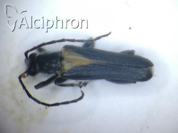 Anogcodes rufiventris