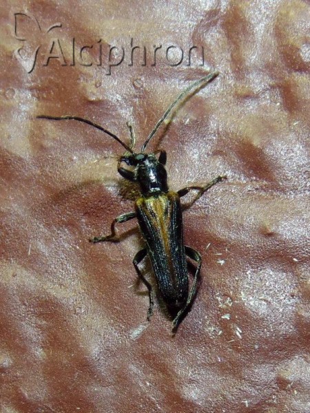 Anogcodes rufiventris