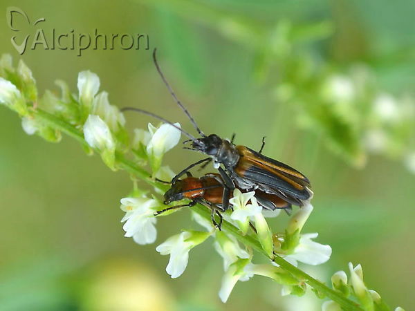 Anogcodes ustulatus