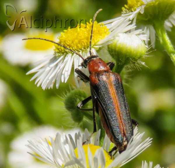 Anogcodes ustulatus