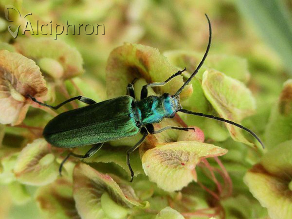 Anogcodes seladonius