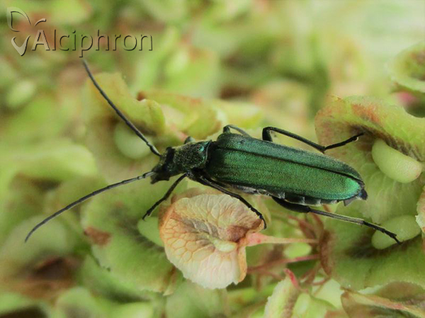 Anogcodes seladonius