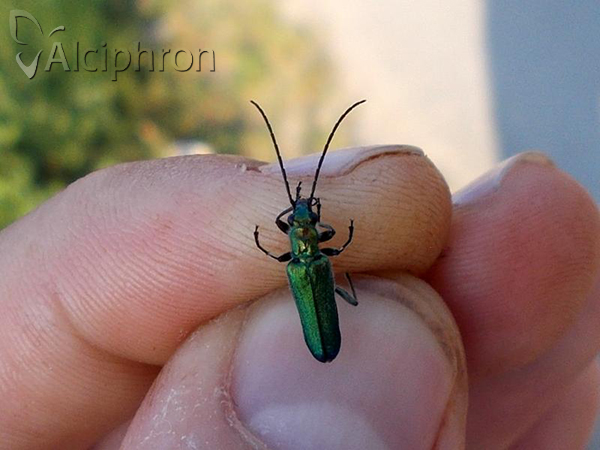 Anogcodes seladonius