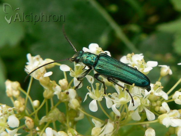 Anogcodes seladonius