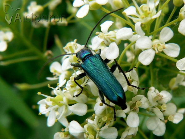 Anogcodes seladonius