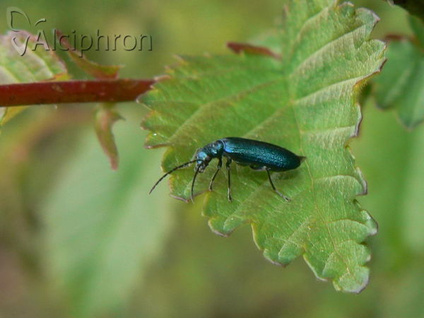 Anogcodes seladonius