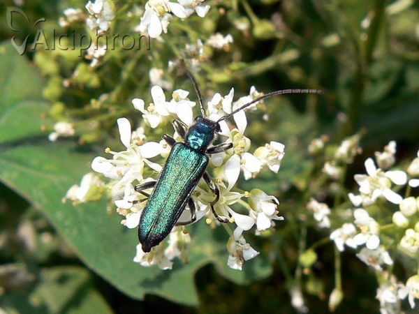 Anogcodes seladonius