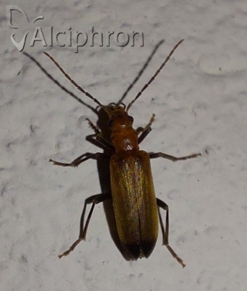 Nacerdes melanura