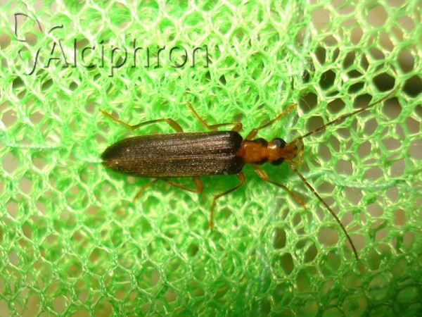 Nacerdes carniolica