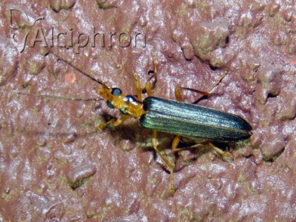 Nacerdes carniolica