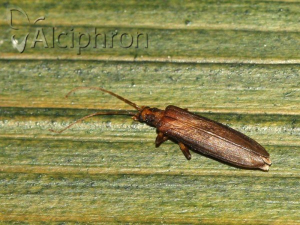 Nacerdes carniolica