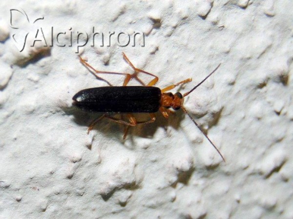 Nacerdes carniolica