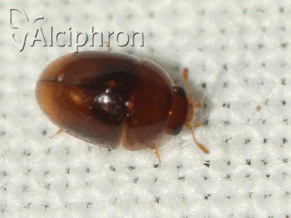 Stilbus testaceus
