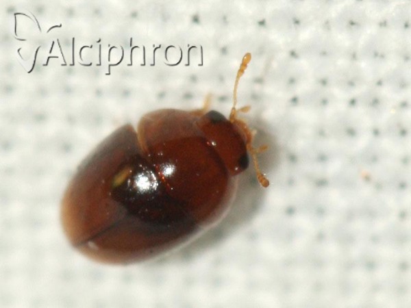 Stilbus testaceus