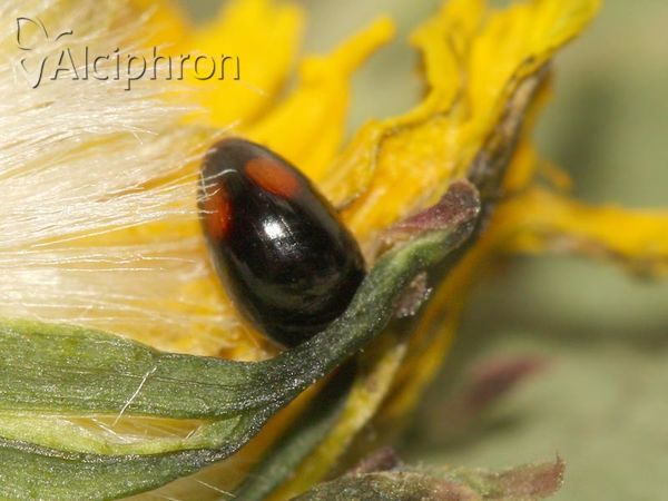 Olibrus bicolor
