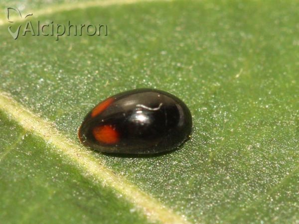 Olibrus bicolor