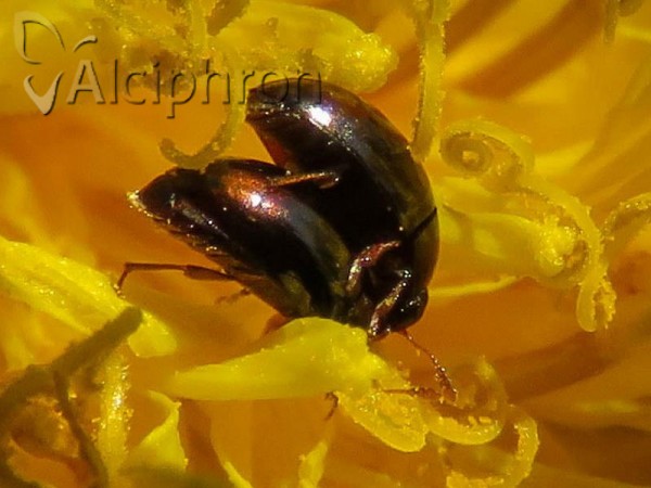 Olibrus bimaculatus