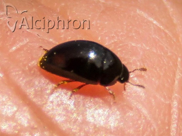 Olibrus bimaculatus