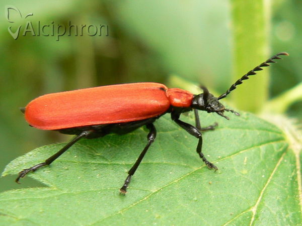 Pyrochroa coccinea