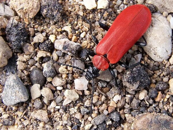Pyrochroa coccinea