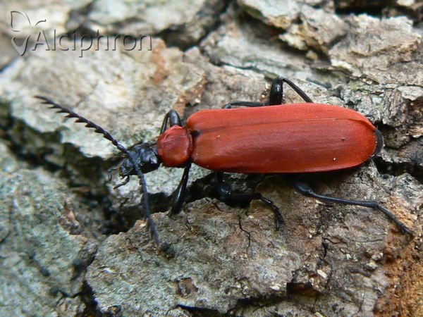 Pyrochroa coccinea